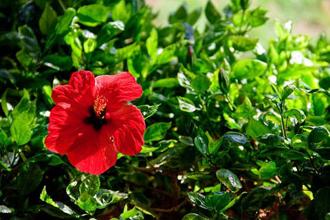 Hibiscus Standard (Hibiscus rosa-sinensis) from Plantology USA 03