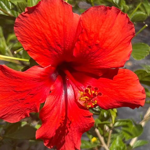 Hibiscus Standard (Hibiscus rosa-sinensis) from Plantology USA 01