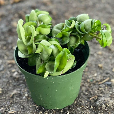 Hoya Rope HB (Hoya Carnosa Compacta) - PlantologyUSA - 1 Gallon