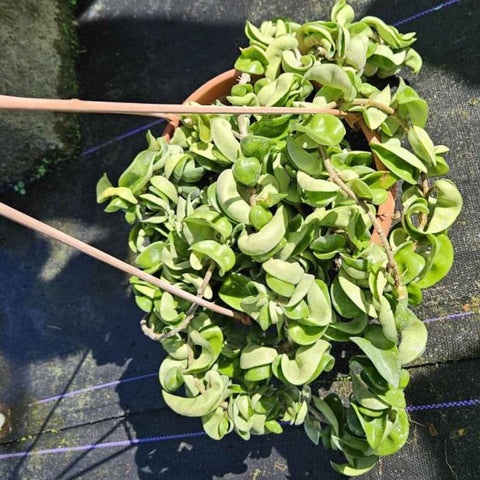 Hoya Rope HB (Hoya Carnosa Compacta) - PlantologyUSA - 1 Gallon