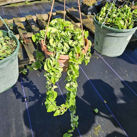 Hoya Rope HB (Hoya Carnosa Compacta) - PlantologyUSA - 1 Gallon
