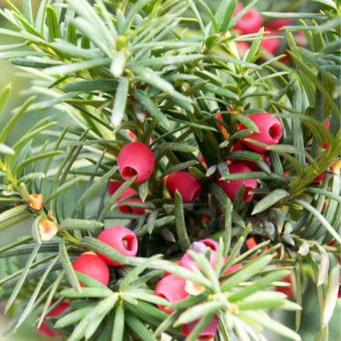 Ilex Bufordii Holly (Ilex cornuta 'Burfordii') from Plantology USA 02