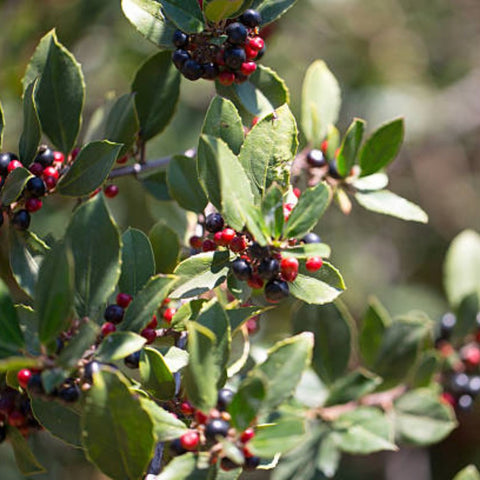 Ilex Bufordii Holly (Ilex cornuta 'Burfordii') from Plantology USA 04