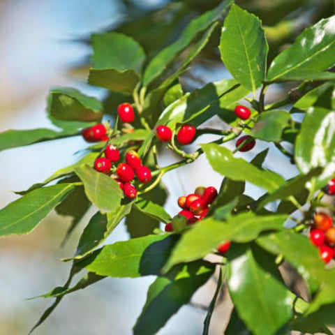 Ilex Bufordii Holly (Ilex cornuta 'Burfordii') from Plantology USA 01