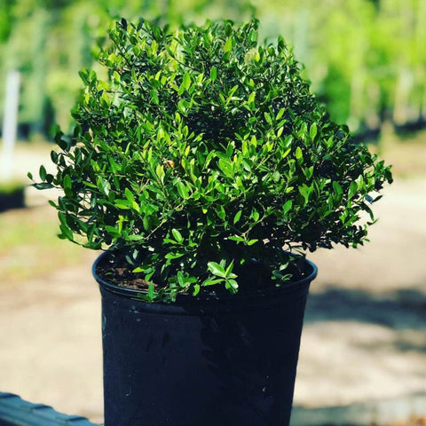 Ilex Schilling Dwarf Yaupon Holly (Ilex vomitoria 'Schilling Dwarf') - PlantologyUSA - 3 Gallon