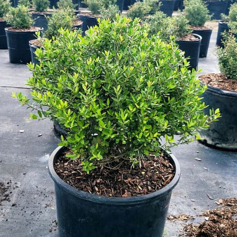Ilex Schilling Dwarf Yaupon Holly (Ilex vomitoria 'Schilling Dwarf') - PlantologyUSA - 3 Gallon