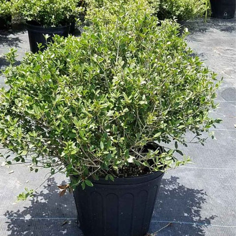 Ilex Schilling Dwarf Yaupon Holly (Ilex vomitoria 'Schilling Dwarf') - PlantologyUSA - 3 Gallon