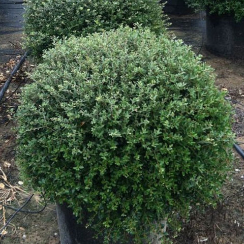 Ilex Schilling Dwarf Yaupon Holly (Ilex vomitoria 'Schilling Dwarf') - PlantologyUSA - 7 Gallon