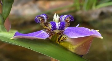 Iris, Regina Apostles (Iris germanica) from Plantology USA 04
