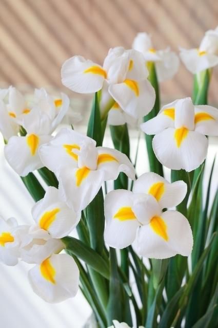 Iris White (Dietes iridioides) from Plantology USA 02