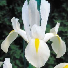 Iris White (Dietes iridioides) from Plantology USA 03