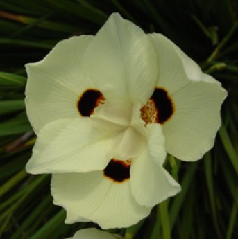 Iris Yellow African (Dietes bicolor) - PlantologyUSA - Medium 20"