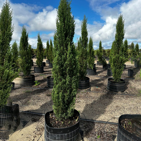 Italian Cypress (Cupressus sempervirens) - PlantologyUSA - 8-9 Feet