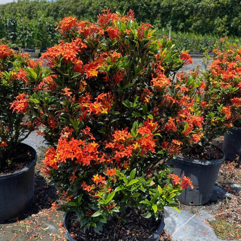 Ixora Dwarf Carmen Orange (Ixora coccinea) from Plantology USA 07