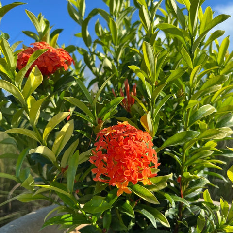 Ixora Dwarf Carmen Orange (Ixora coccinea) from Plantology USA 02