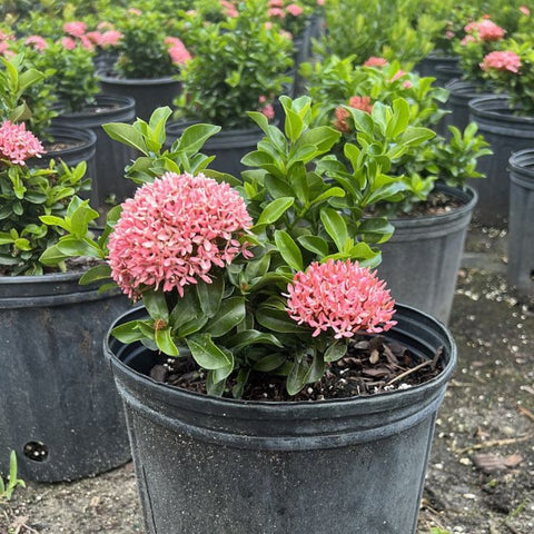 Ixora Dwarf Pink (Ixora taiwanensis 'Dwarf Pink' ) from Plantology USA 04