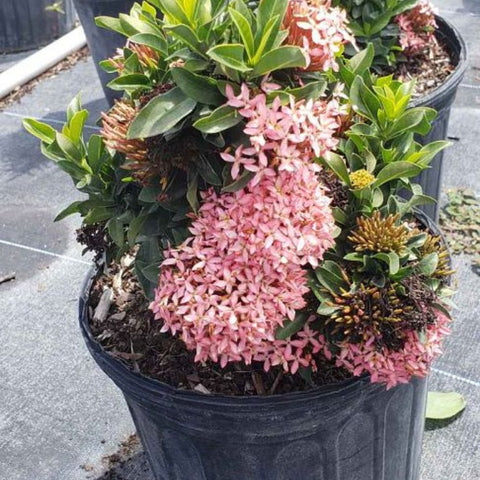 Ixora Dwarf Pink (Ixora taiwanensis 'Dwarf Pink' ) from Plantology USA 03