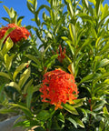 Ixora Maui Red (Ixora coccinea) from Plantology USA 02