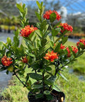 Ixora Maui Red (Ixora coccinea) from Plantology USA 03