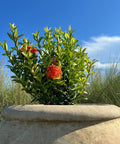 Ixora Maui Red (Ixora coccinea) from Plantology USA 01