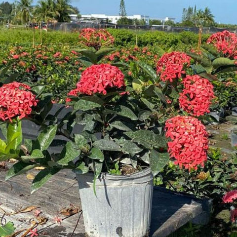 Ixora Nora Giant (Ixora coccinea 'Nora Giant') from Plantology USA 02