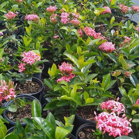 Ixora Nora Giant (Ixora coccinea 'Nora Giant') from Plantology USA 04