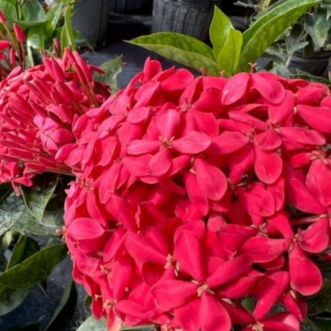 Ixora Nora Giant (Ixora coccinea 'Nora Giant') from Plantology USA 03