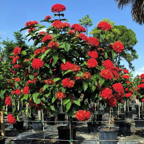 Ixora Taiwanese (Ixora coccinea 'Super King') - PlantologyUSA - Large 16-24"