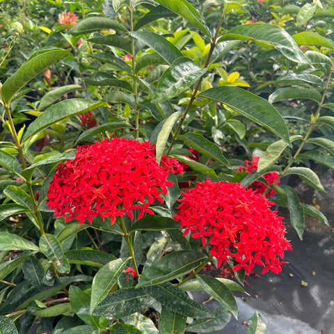 Ixora Taiwanese (Ixora coccinea 'Super King') - PlantologyUSA - Large 16-24"