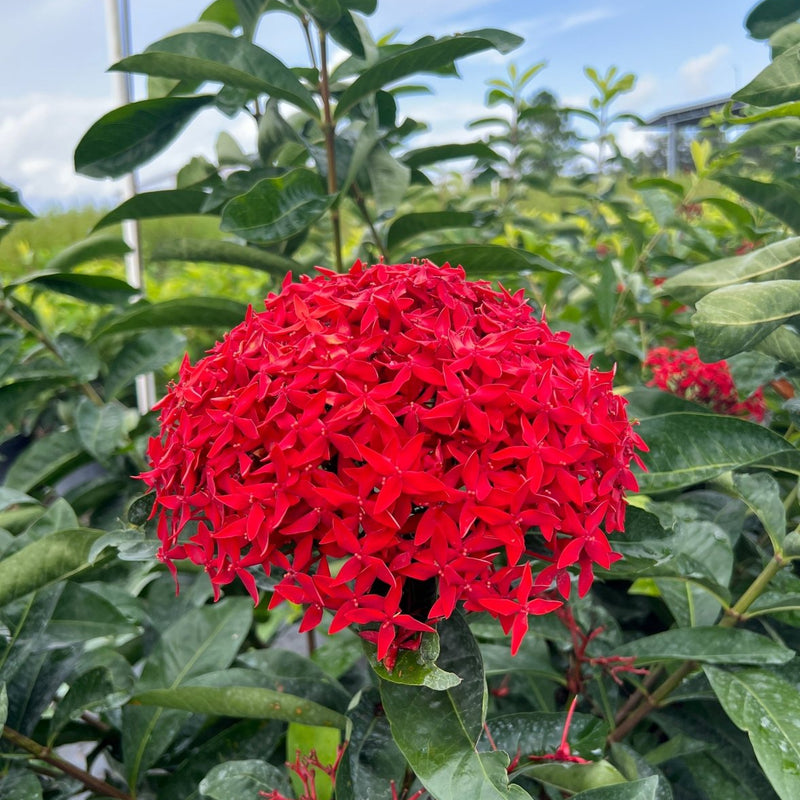 Ixora Taiwanese (Ixora coccinea 'Super King')