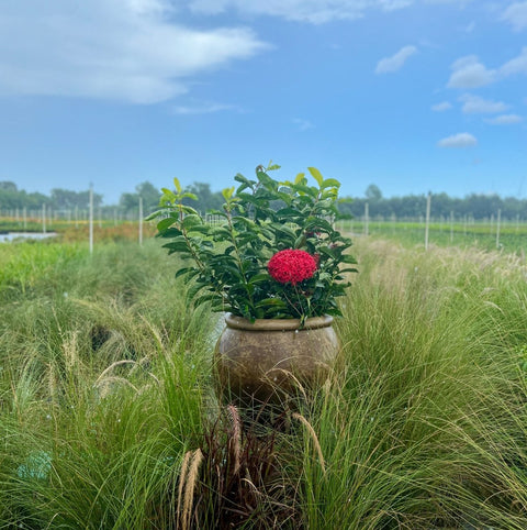 Ixora Taiwanese (Ixora coccinea 'Super King') - PlantologyUSA - Medium 12-16"