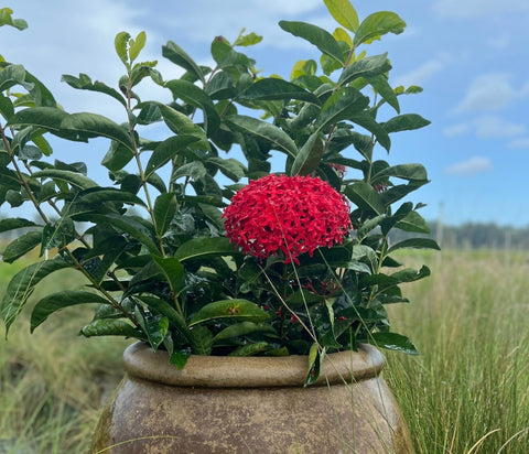 Ixora Taiwanese (Ixora coccinea 'Super King') - PlantologyUSA - Medium 12-16"