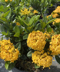 Ixora Yellow Maui (Ixora coccinea) - PlantologyUSA - Medium