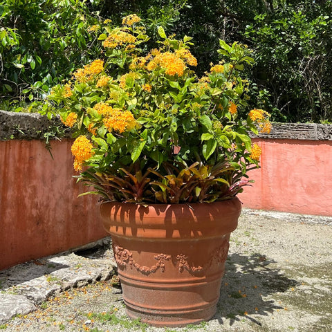 Ixora Yellow Maui (Ixora coccinea) - PlantologyUSA - Medium
