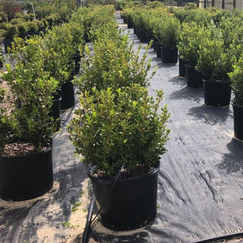 Japanese Boxwood (Buxus Microphylla 'Green Mountain') - PlantologyUSA - 3 Gallon