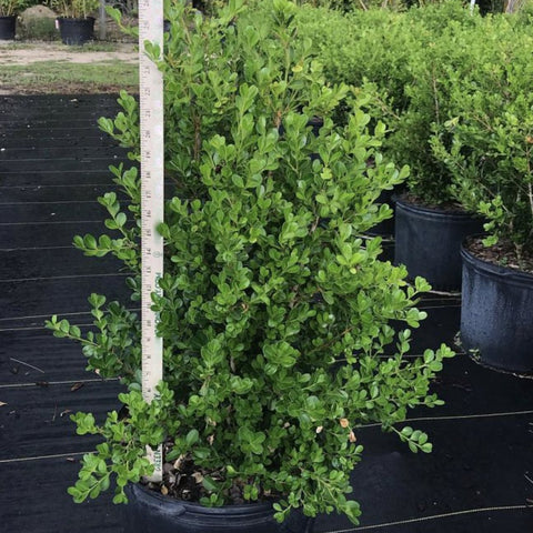 Japanese Boxwood (Buxus Microphylla 'Green Mountain') - PlantologyUSA - 3 Gallon
