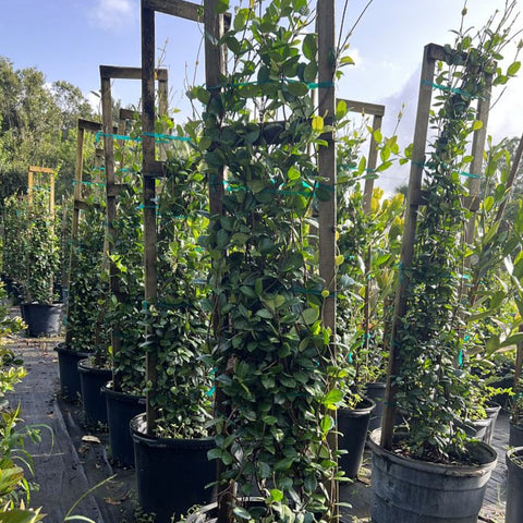 Jasmine Confederate Trellis (Trachelospermum Jasminoides) - PlantologyUSA - Large 3-4’