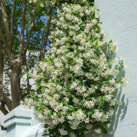Jasmine Confederate Trellis (Trachelospermum Jasminoides) - PlantologyUSA - Medium 2-3’