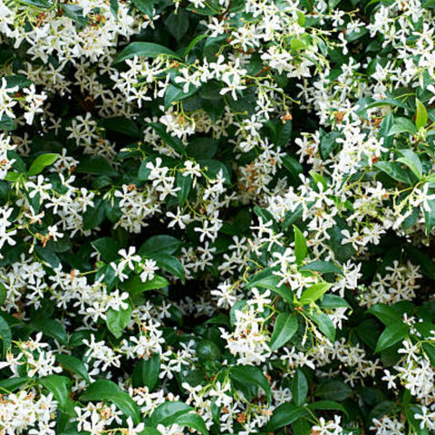 Jasmine Confederate Trellis (Trachelospermum Jasminoides) - PlantologyUSA - Medium 2-3’