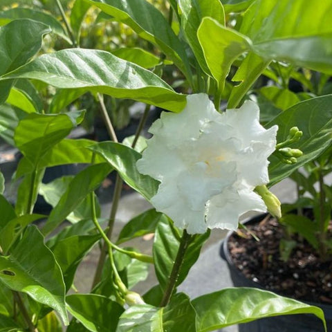 Jasmine Crape / Flore Pleno (Tabemaemontana Divaricata) - PlantologyUSA - Medium