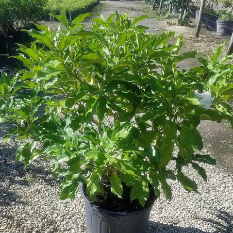 Jasmine Crape / Flore Pleno (Tabemaemontana Divaricata) - PlantologyUSA - Medium