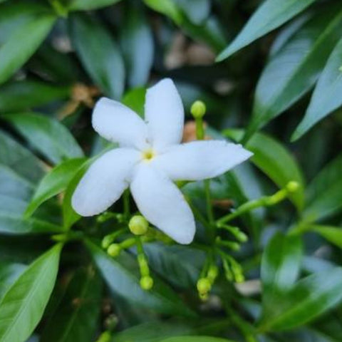 Jasmine Downy (Rhynchospermum Jasminoides) - PlantologyUSA - 2-3.5 feet
