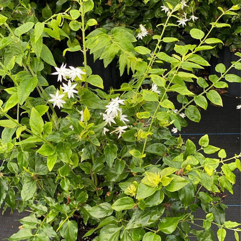 Jasmine Downy (Rhynchospermum Jasminoides) - PlantologyUSA - 2-3.5 feet