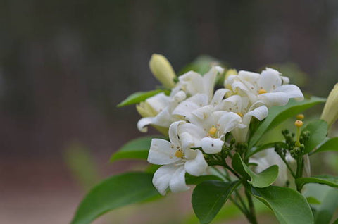 Jasmine Minima Green (Trachelospermum asiaticum) - PlantologyUSA - Small 10-12"