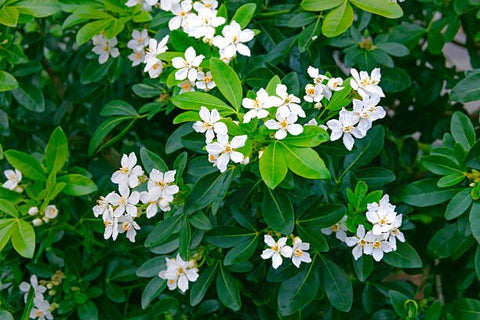 Jasmine Minima Green (Trachelospermum asiaticum) - PlantologyUSA - Small 10-12"