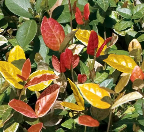 Jasmine Minima Summer Sunset / Variegated (Trachelospermum Asiaticum) - PlantologyUSA - Small 10-12"