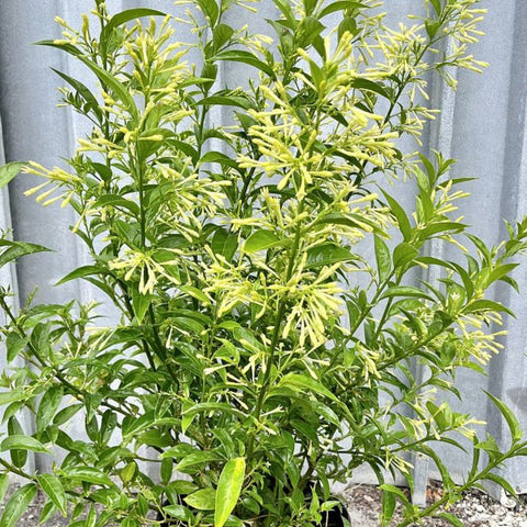 Jasmine Night Blooming (Cestrum Nocturnum) - PlantologyUSA - 3-5ft