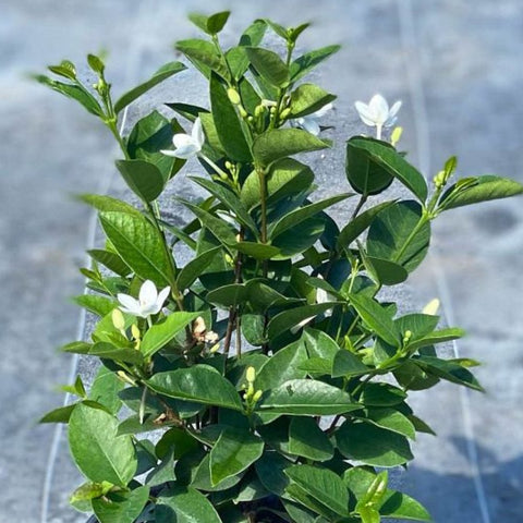 Jasmine Sambac (Jasminum sambac) - PlantologyUSA - Medium 1-2'