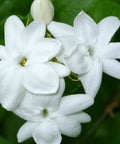 Jasmine Sambac (Jasminum sambac) - PlantologyUSA - Medium 1-2'
