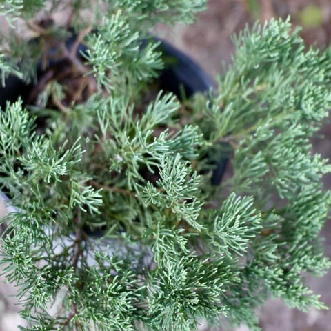 Juniper Parsonii (Juniperus Chinensis 'Parsonii') - PlantologyUSA - Medium